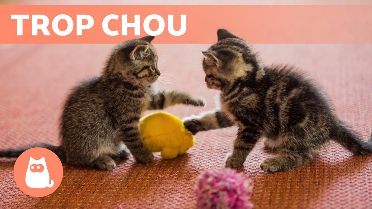 Les meilleures VID&Eacute;OS de CHATONS MIGNONS qui MIAULENT et qui JOUENT 😹