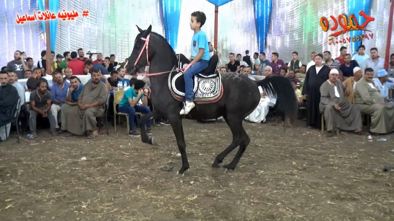 أصغر طفل بيرقص الخيل - فرحه عائلات أبو إسماعيل - الراهبين . سمنود