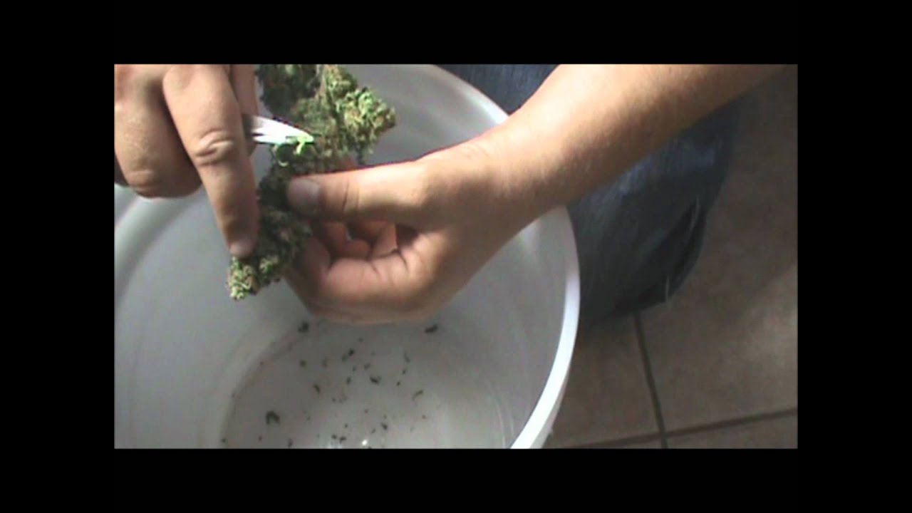 How to trim at harvest time - Arizona Weekly Weeder