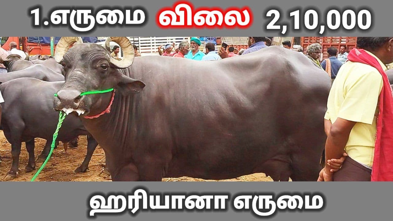buffalo market in tamilnadu/high milking buffalo/அதிக கறவை திறன் கொண்ட எருமைகள்/எருமை சந்தை ஈரோடு.