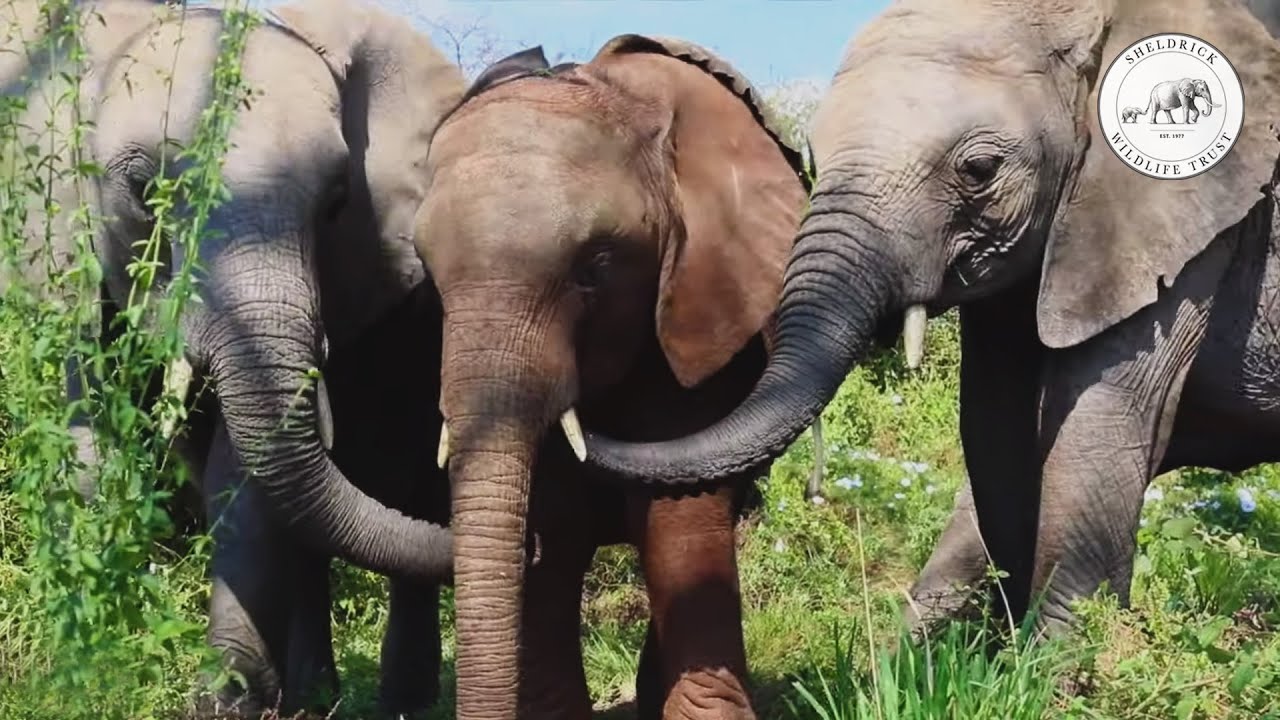 Rescued orphan elephants Sattao, Musiara and Dololo graduate to Ithumba | Sheldrick Trust