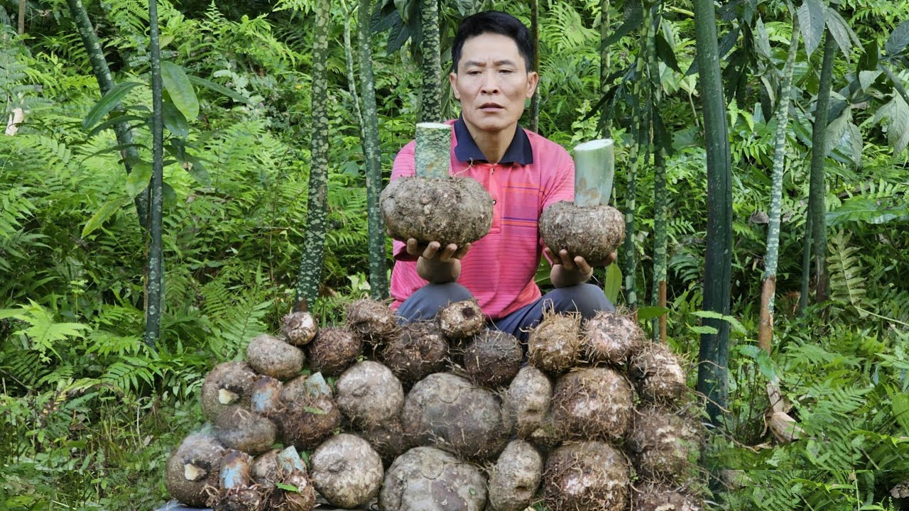 Solo Survival: Harvesting Giant Wild Jungle Roots and Cooking Them Over an Open Fire Using a Ancient