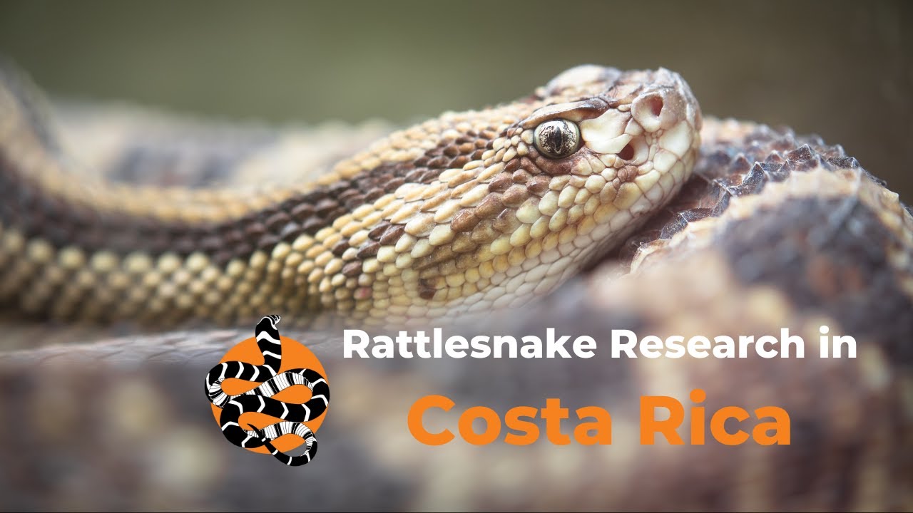 Protecting and Researching Rattlesnakes in Costa Rica