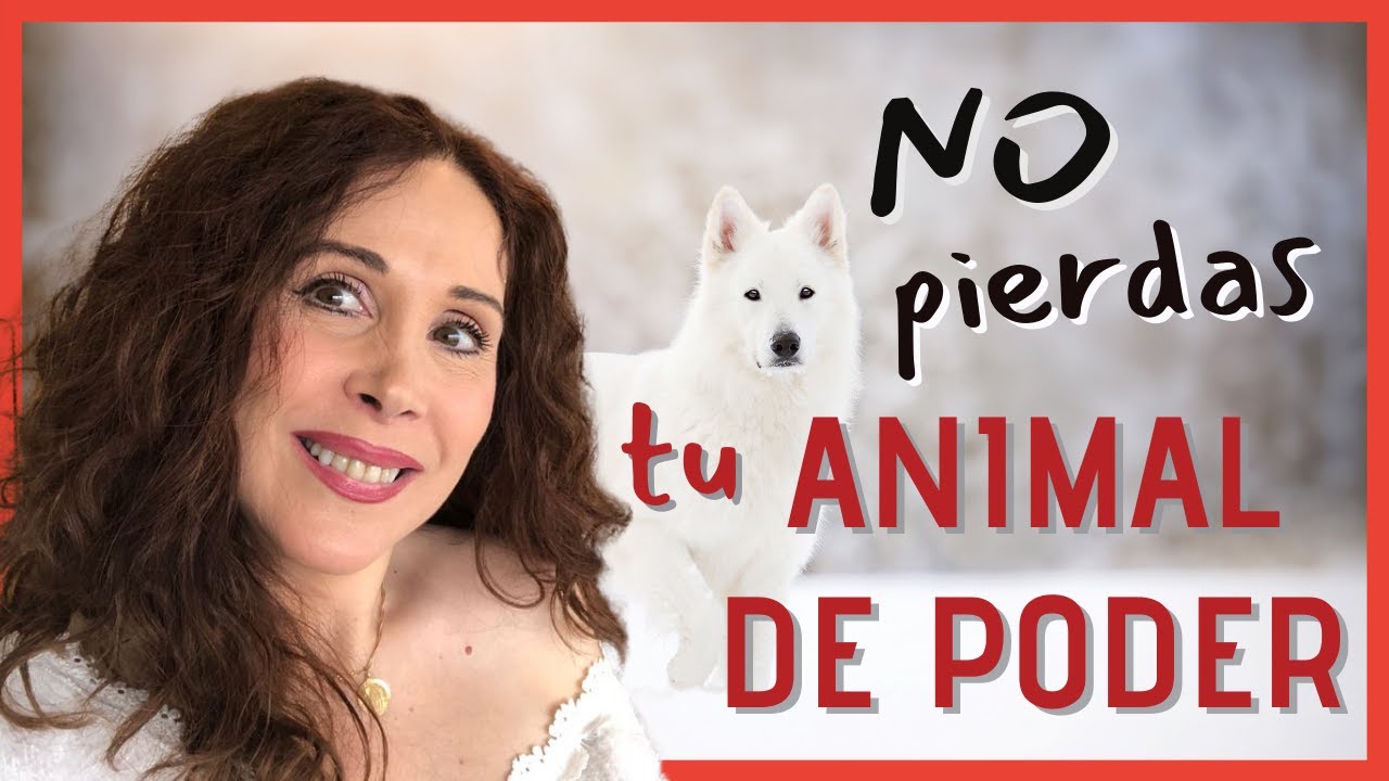 🐻Cómo contactar con tu Animal de Poder y cómo conservarlo.