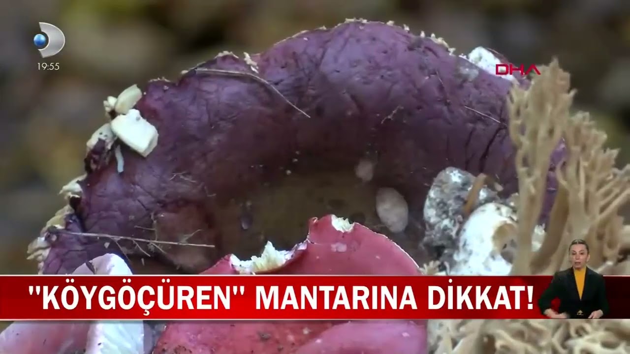 Mantar Zehirlenmelerine DİKKAT! | Prof. Dr. Onur Yaprak