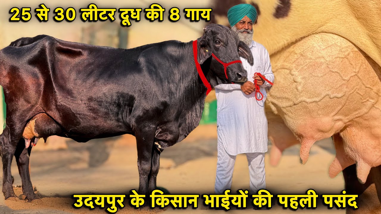 25-30 लीटर दूध तक की क्रॉस ब्रीड की टॉप गाय👍क्रॉस ब्रीड गायों का बेस्ट फ़ार्म👌Top Cross Breed Cows