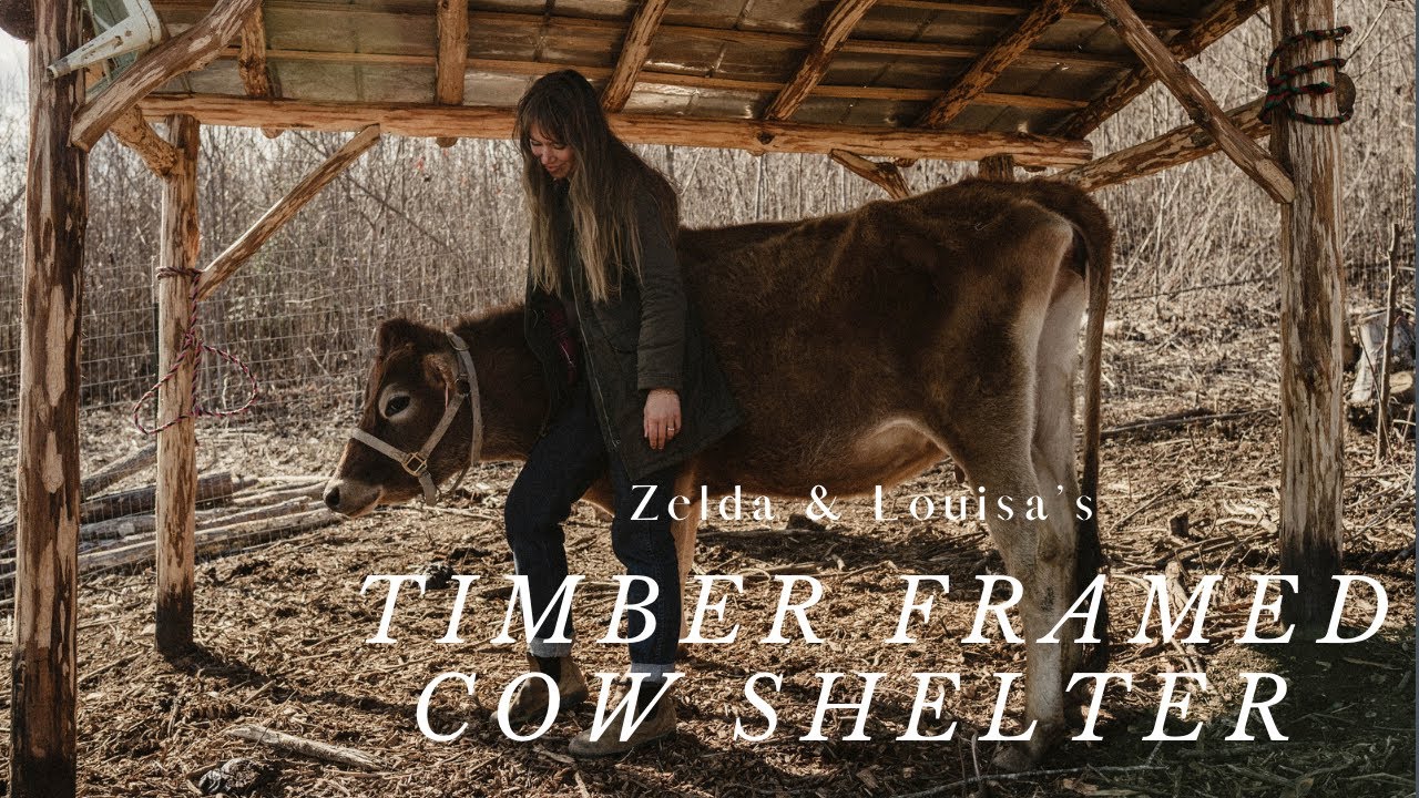 11. The Timber Framed Cow Shelter