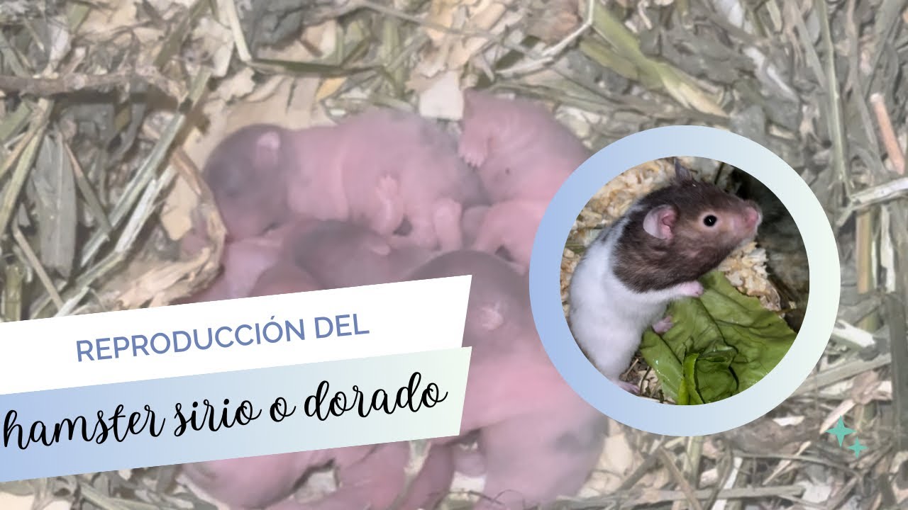 Reproducción del hámster sirio o dorado 🐹