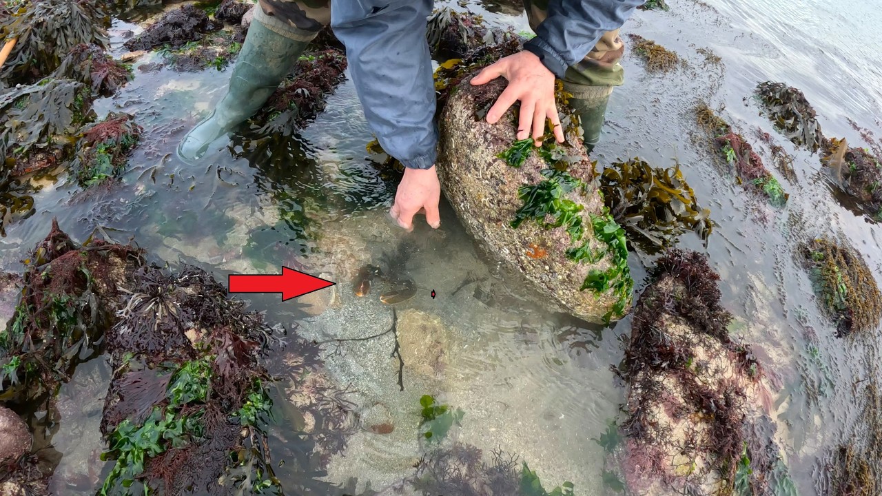 Pêche à pied : belles prises à Erquy !