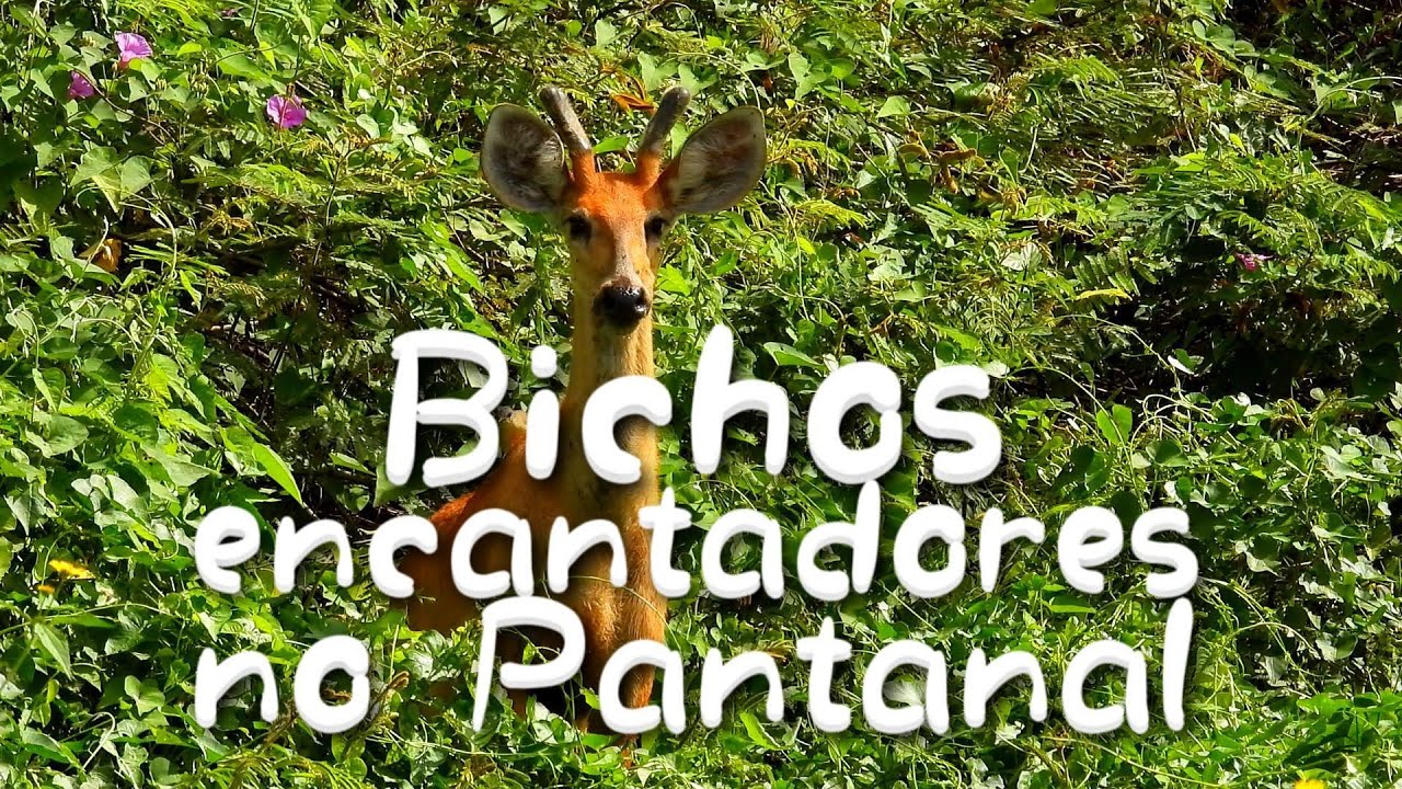 Bichos encantadores no PANTANAL