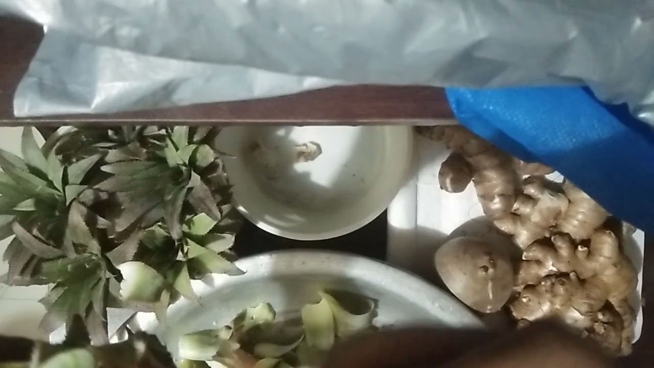 ফলের দোকান বা বাসায় ফেলে দেয়া আনারসের কাটা মাথা হতে সহজেই আনারসের চারা তৈরী- কৃষি, কৃষক এই প্রজন্ম