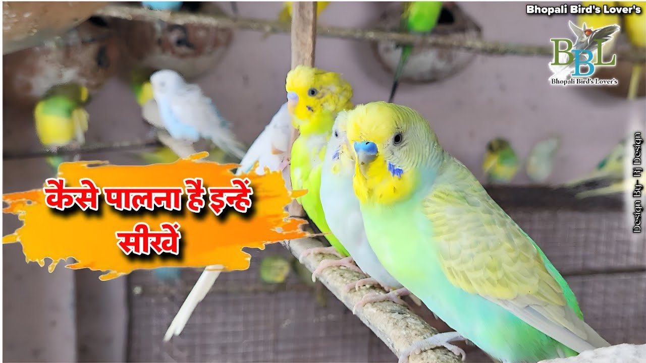 Budgies palna sikhen// love Bird को आसानी से पालना सीखें #pets #birds #virelshorts 