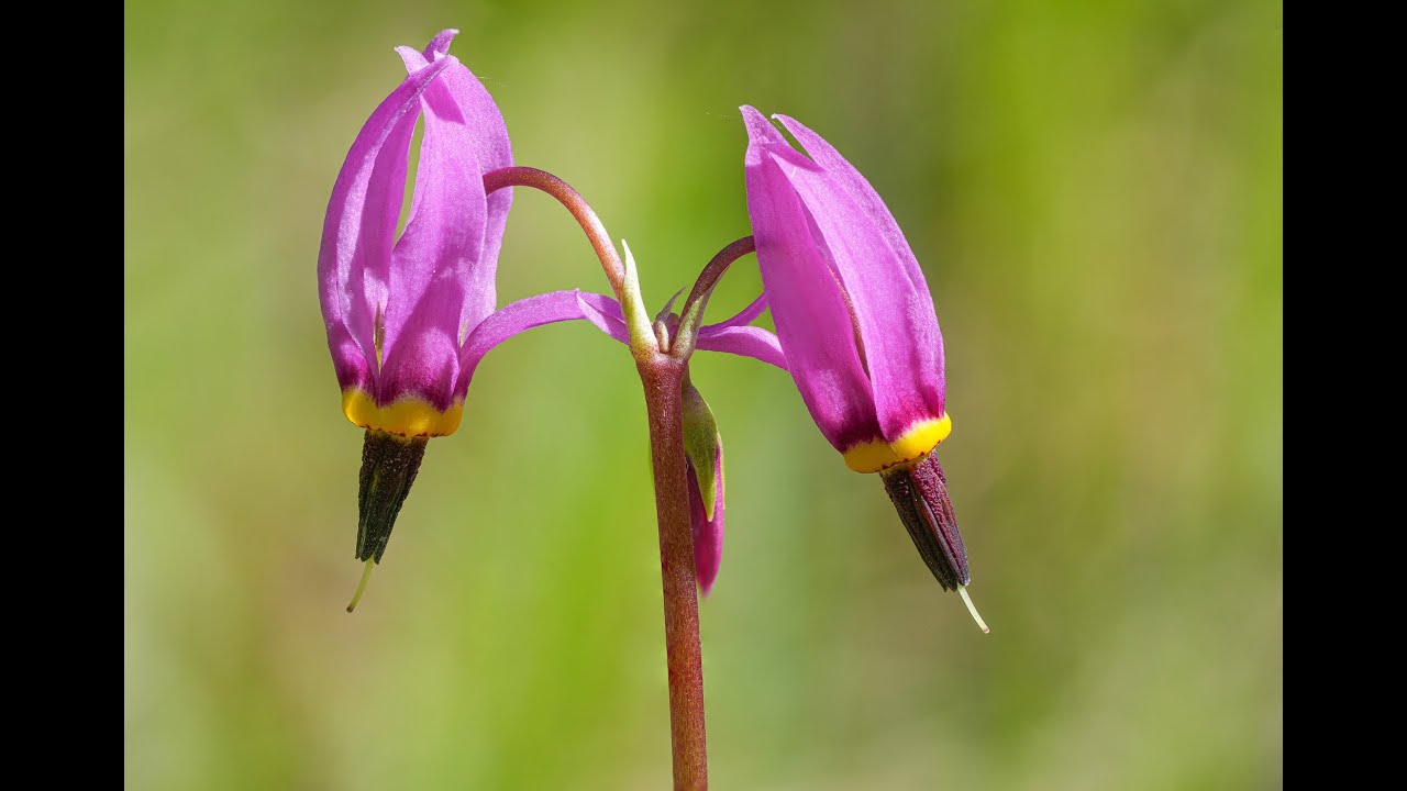 Common Flowers of the Methow Valley: Shooting Star