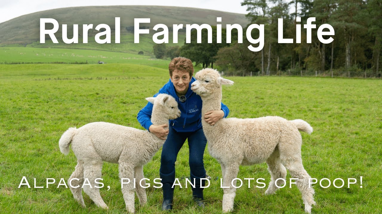 From Cute Alpacas to Messy Pigs: A Day in the Life of a Lancashire Farm!