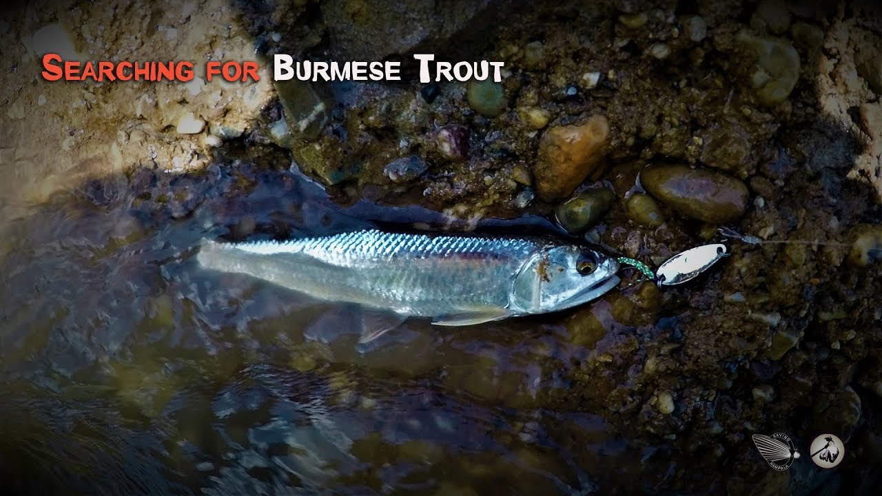 Searching for Burmese Trout