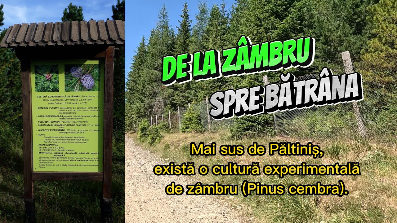 De la zâmbru (Pinus cembra) spre Vârful Bătrâna