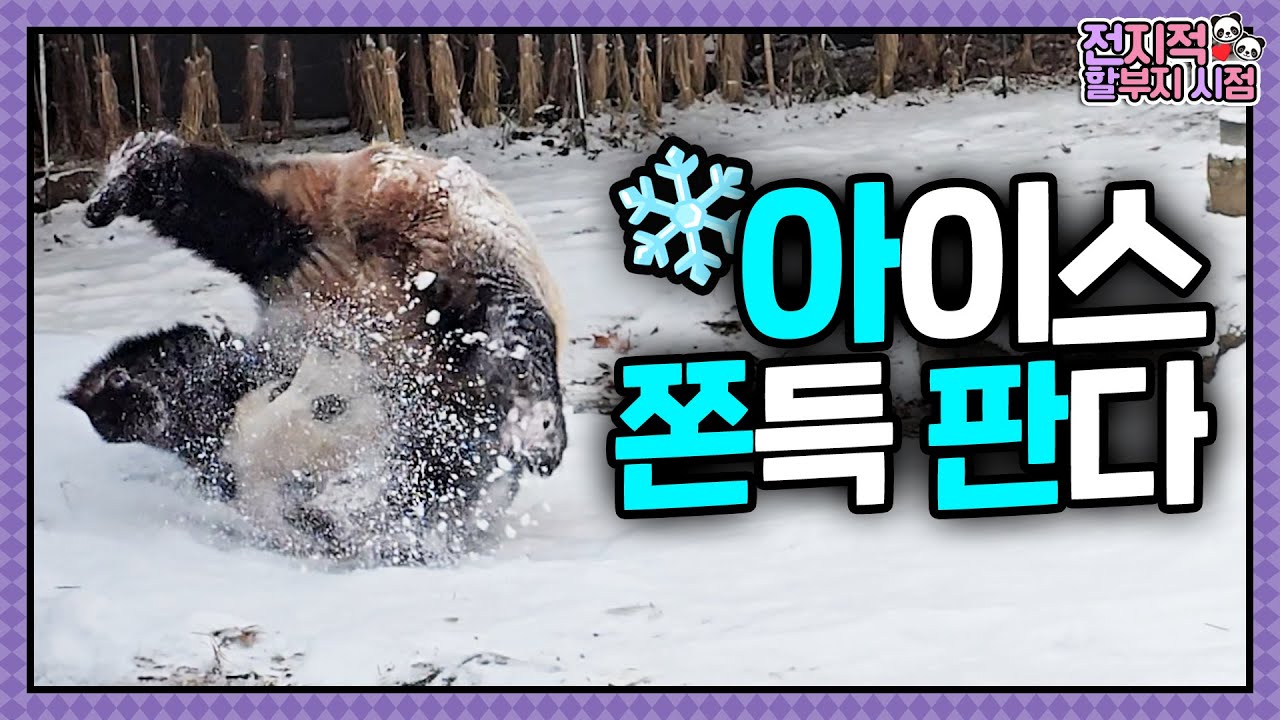 두쫀쿠보다 아쫀쿠🧆 2주 만의 외출에 팝핀 추는 엄마 판다ㅋㅋㅋ  | 전지적 할부지 시점 ep.248