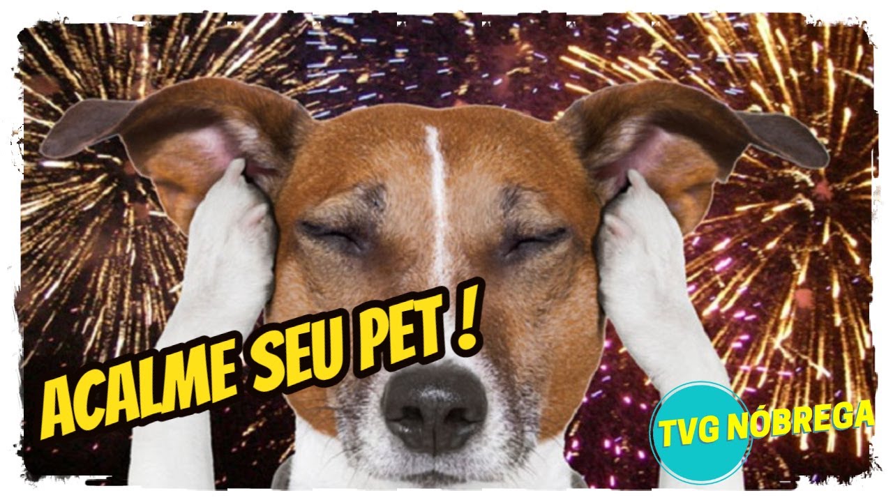 Música para Acalmar Cães e Gatos. Medo dos Fogos l Acalme seu animal rapidamente #pets #cães #gatos