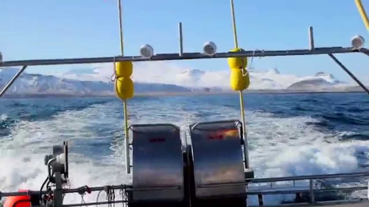 Icelandic Cod Fisheries   From Catch to Consumer