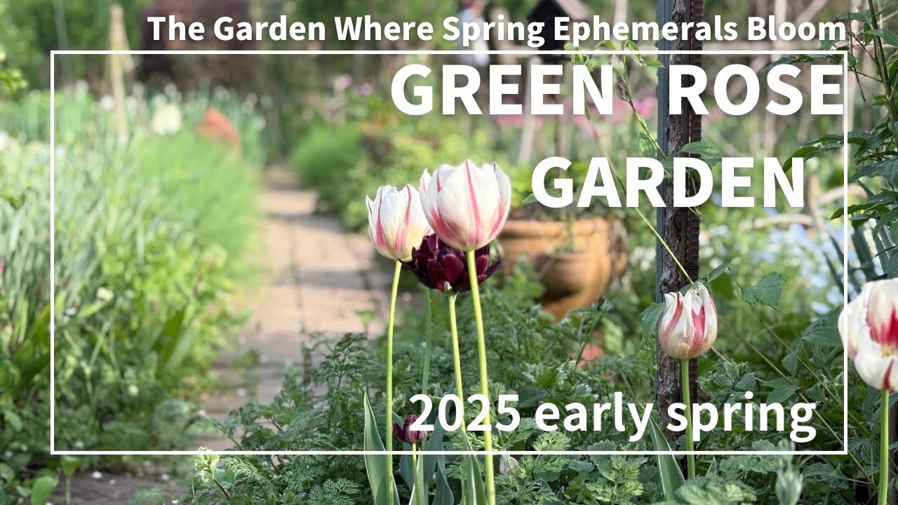 早春でここまで魅せられる⁉️感動のグリーンローズガーデン𓇚埼玉𓆹山野草とチューリップの組み合わせ🌷ポタジェ𓆹個人邸