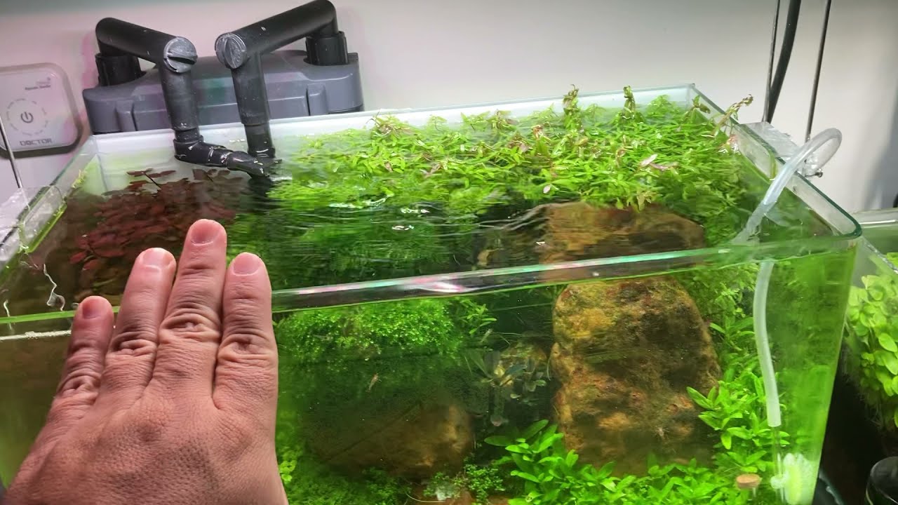 AQUA NANO PLANTADO #104 | 15 DIAS SEM TPA 😏😏 | ATUALIZAÇÃO DOS DOIS NANOS