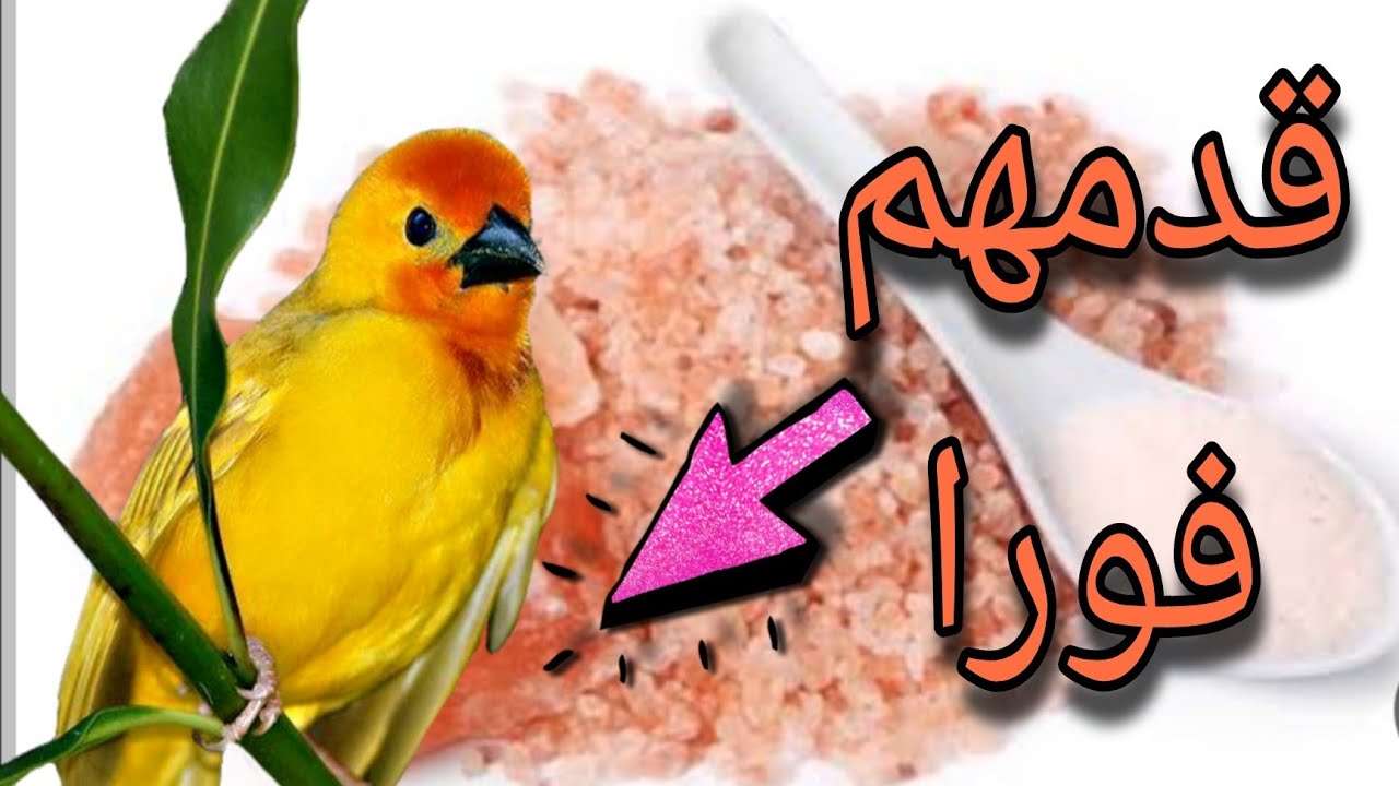 مكونين لازم تقدمهم لطيورك لتقوية عنقود البيض وزيادة الانتاج