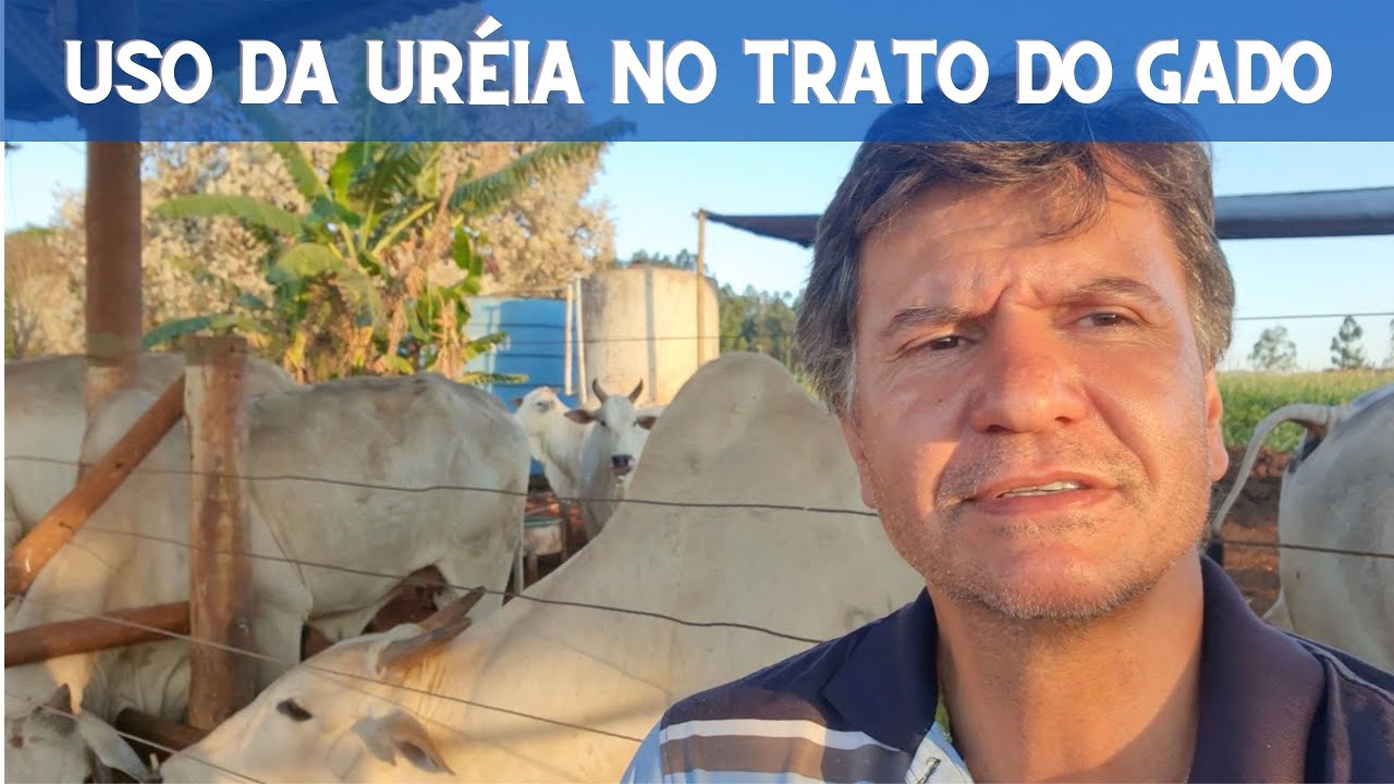 COMO FAZER PARA O GADO GANHAR PESO NO PERÍODO DA SECA