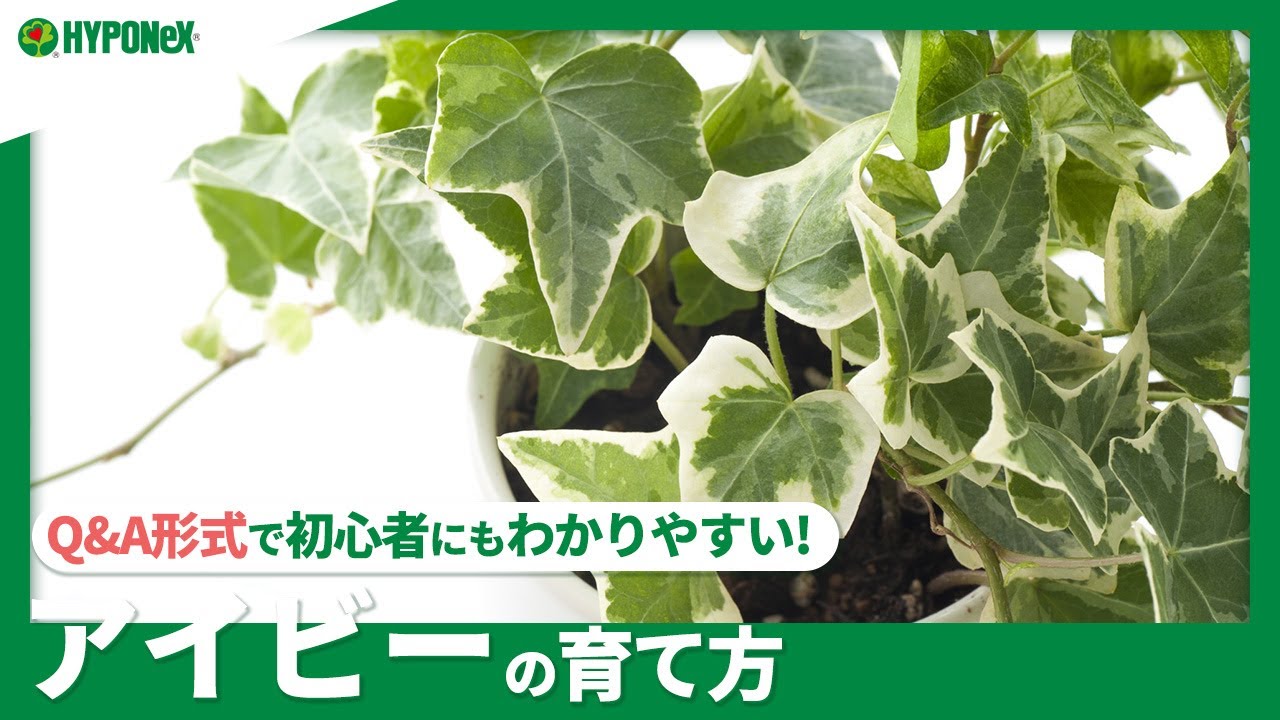 ☘85：アイビーの育て方｜たくさん増やしたい！植えつけや水やりや肥料の与え方、剪定方法もご紹介【PlantiaQ&A】植物の情報、育て方をQ&A形式でご紹介