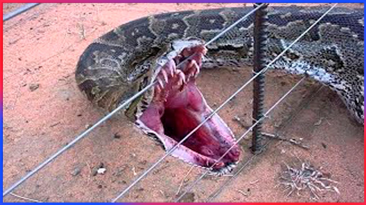 Животные, которые просили людей о помощи | Случайные акты доброты