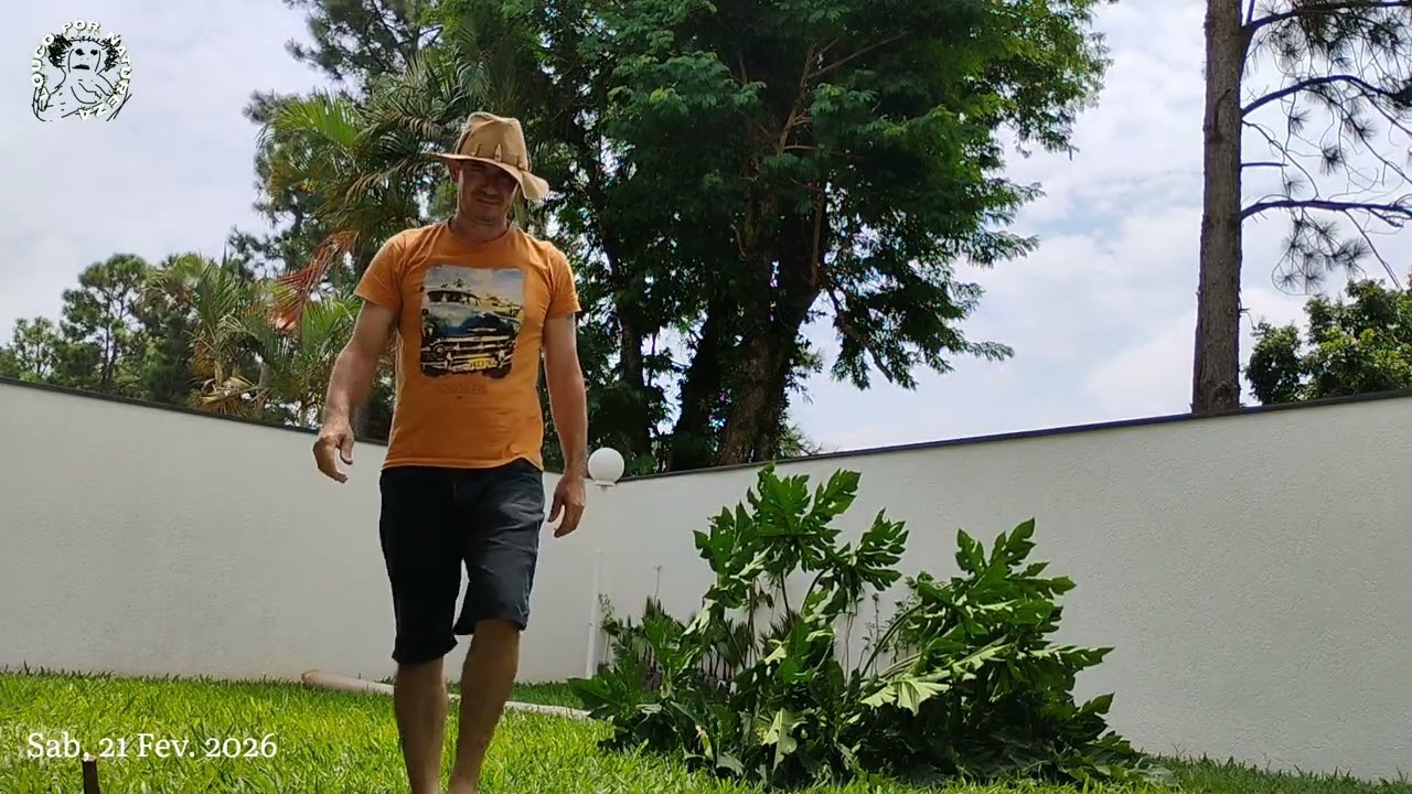 I knocked down the papaya tree.
