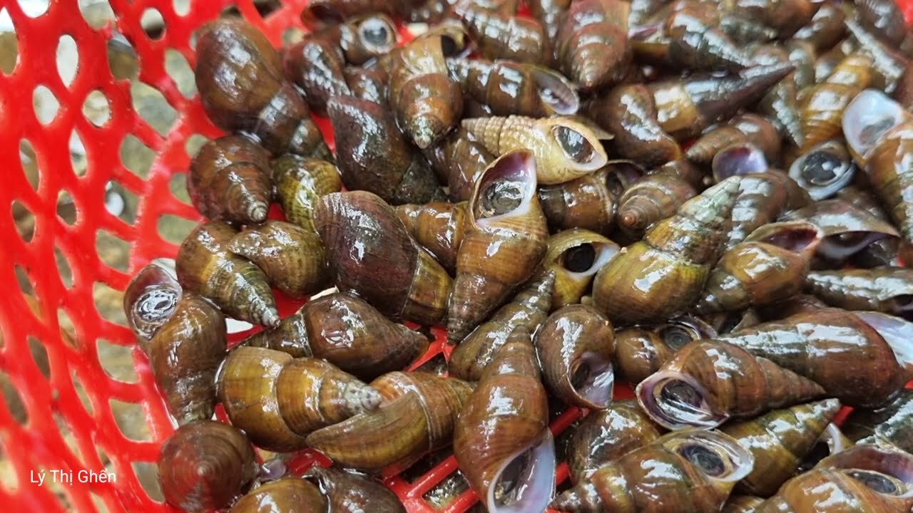 Single mother: Catching stream snails to sell at the market - buying ducklings to raise