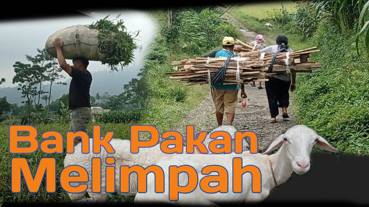 BANK PAKAN TERNAK MELIMPAH SEMANGAT NGARIT PTERNAK DI DESA