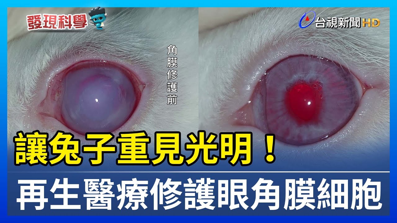 讓兔子重見光明！ 再生醫療修護眼角膜細胞【發現科學】