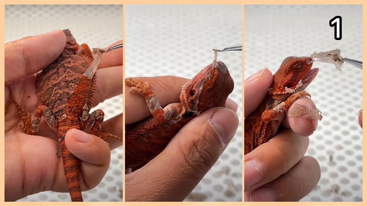 Bearded Dragon Shedding ASMR - Ep.1 | Satisfying & Relaxing