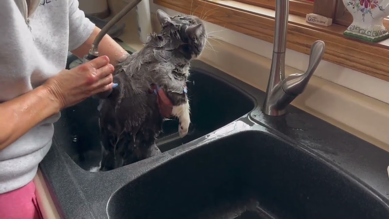 My Cat having a bath 