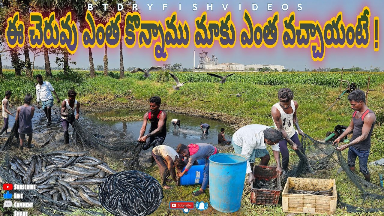 మేము ఈ చెరువు ఎంత కొన్నాము మాకు ఎంత వచ్చాయి అంటే ! #fishing #penumudi #villagevideos #koramenu #crab