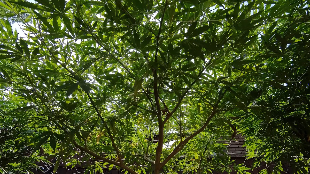 2025 Outdoor Cannabis Garden Tour | Garden Update [#05] - June 2