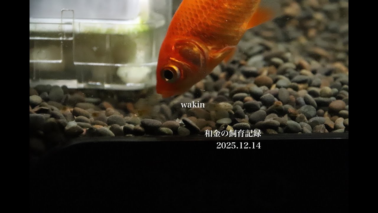 【和金の飼育記録】2025 12 14