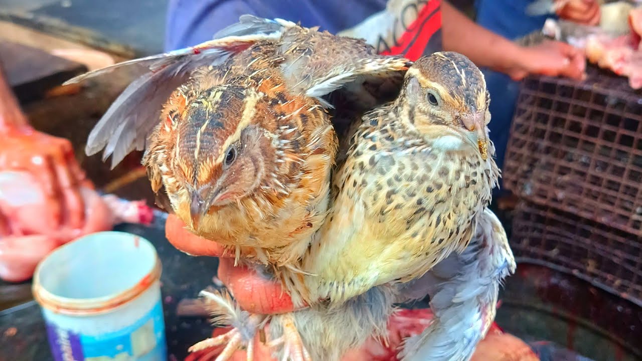 💥🤯Amazing Quail Birds 🔥Expert💪 Cutting Skills🐦🔪 | 🌀💢Easy Kadai Cleaning Tips💪🔥 | Vendum Vlogs