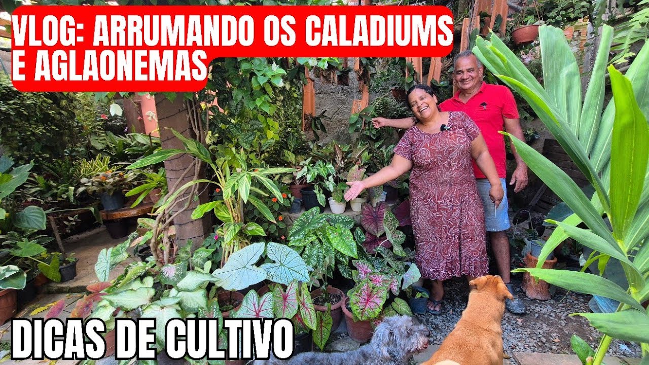 VLOG: ARRUMANDO MEUS CALADIUMS E AGLAONEMAS QUE FICAM NO POÇO | Quintal da Zizi