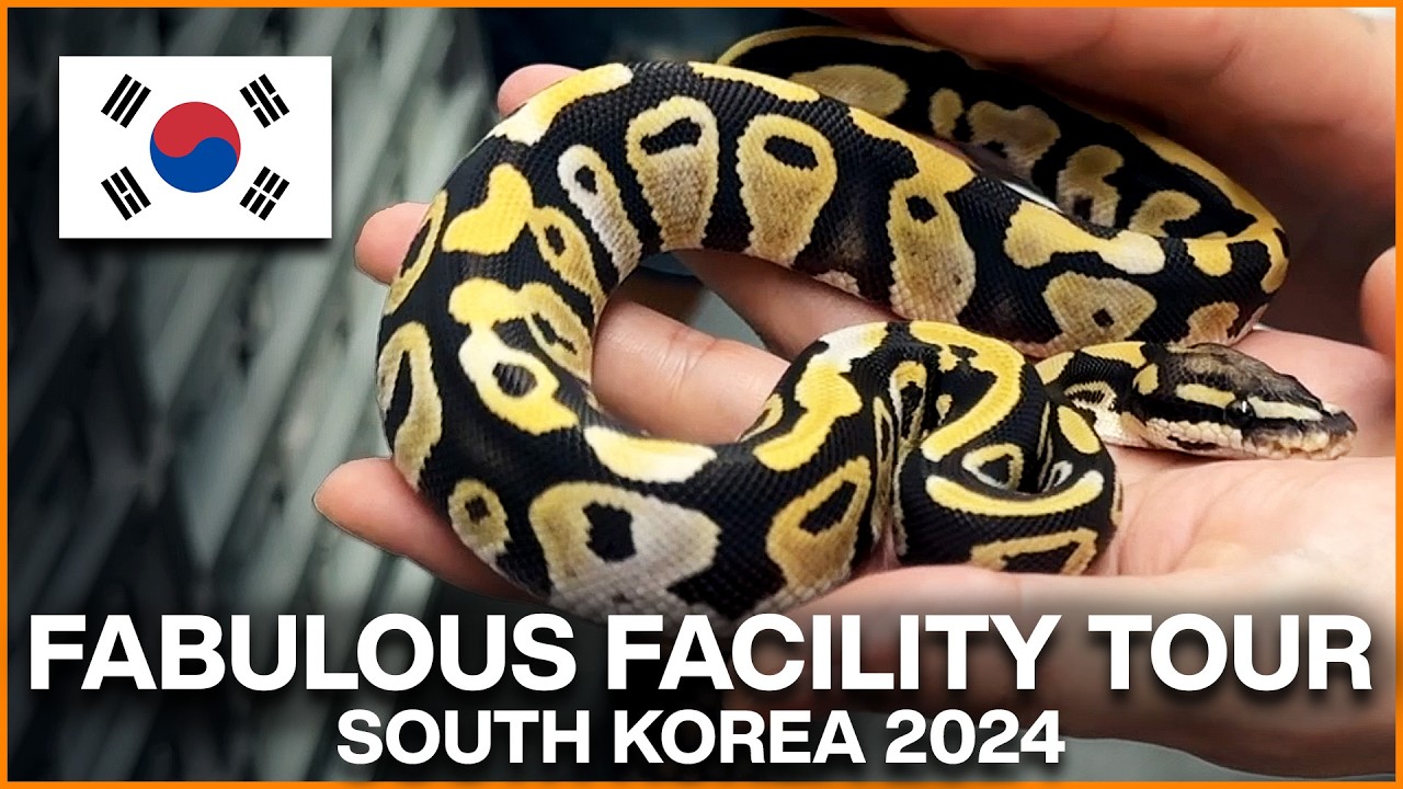 South Korea's BEST Ball Python Facility?! FABULOUS Tour