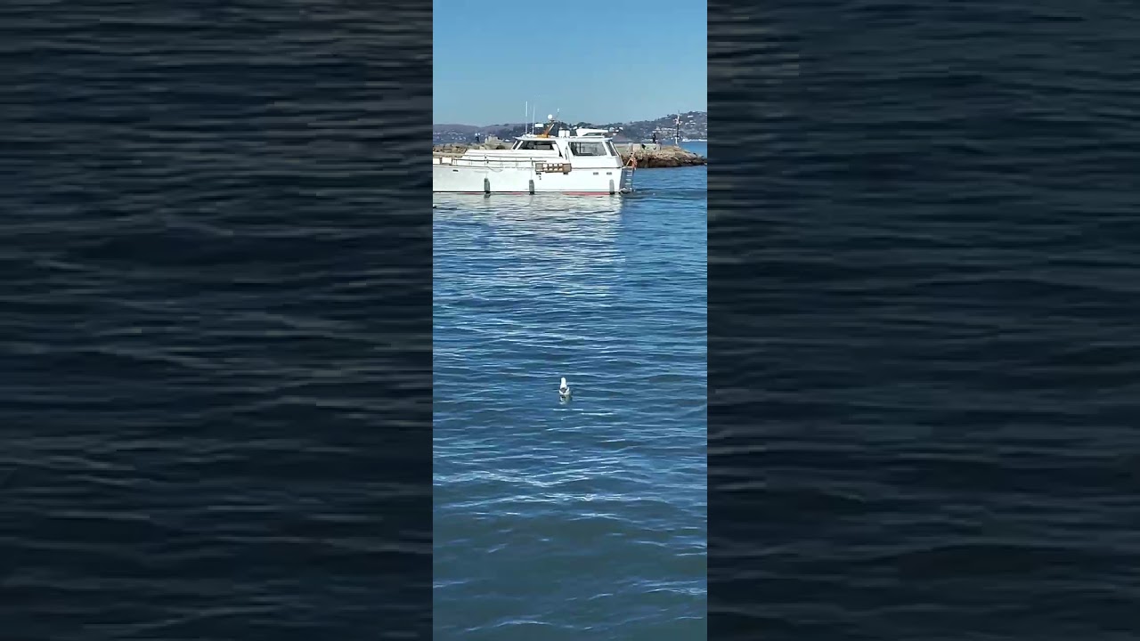 😘💦Life is when sight of a fishing🎣boat changes your mind!Fly Charlie,Fly!🚫Nope! Charlie's staying!🐠!