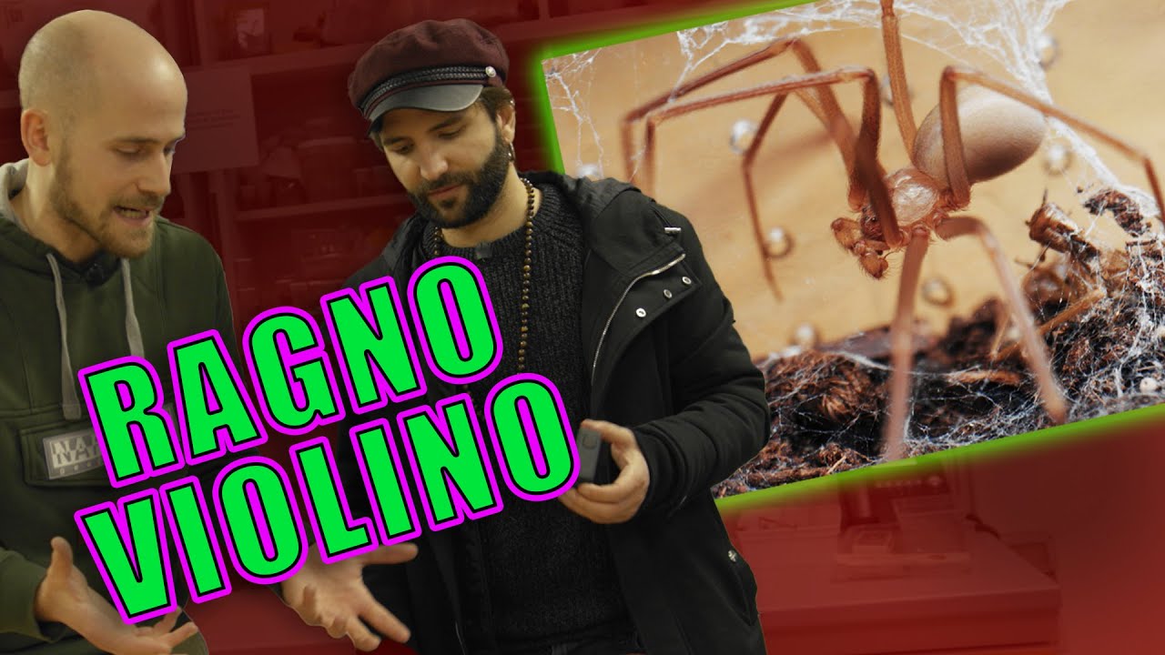 Allarme ragno violino? - ARACNOFILIA