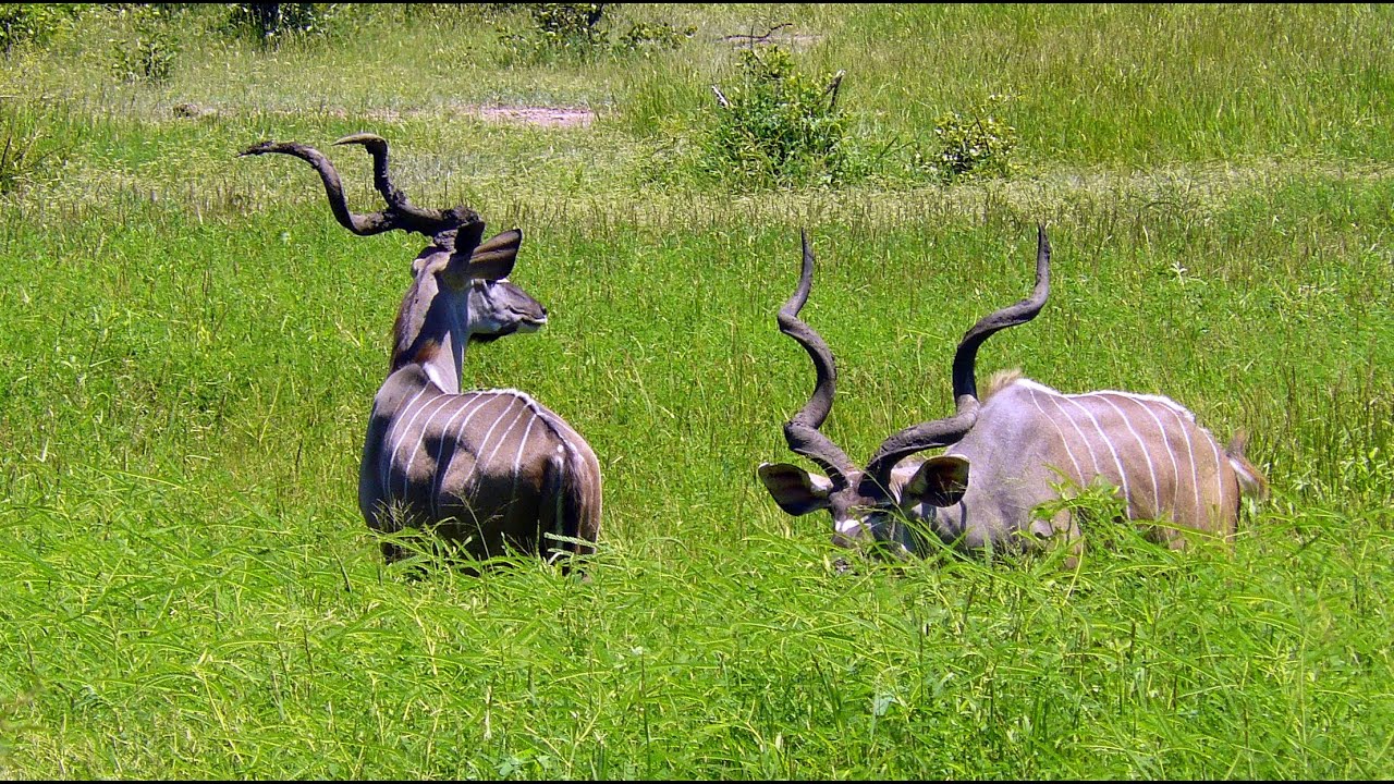 SOUTH AFRICA kudu antelope, Kruger national park (hd-video)
