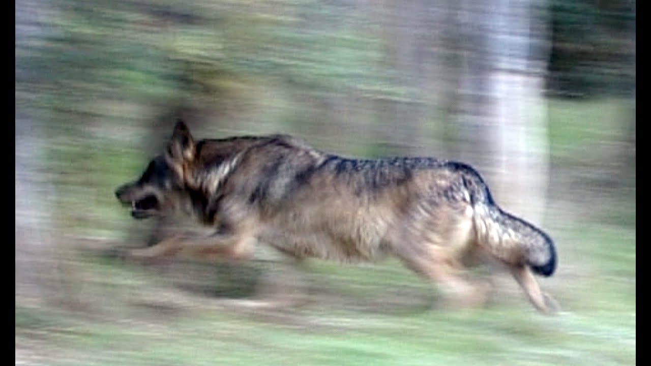 Mastines contra Lobos / Mastiffs against Wolves