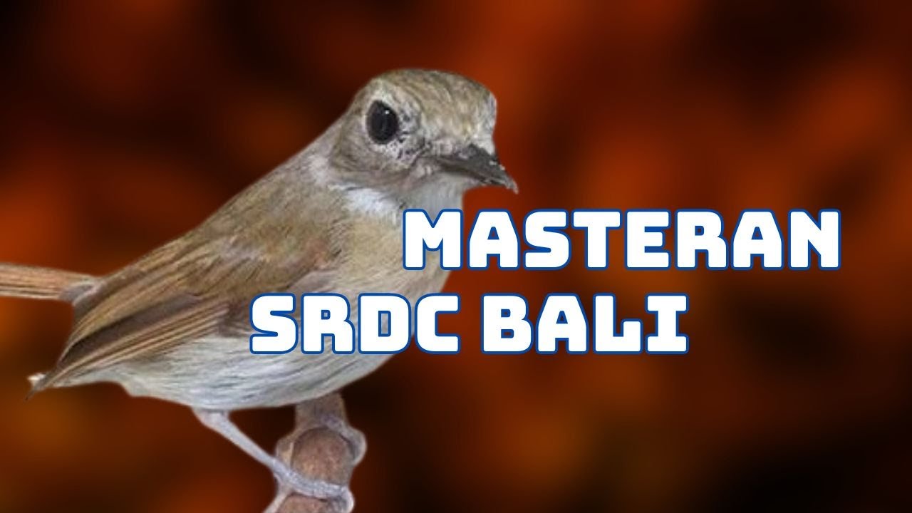 PANCING SRDC ANDA DENGAN SUARA INI DIJAMIN LANGSUNG NYAHUT