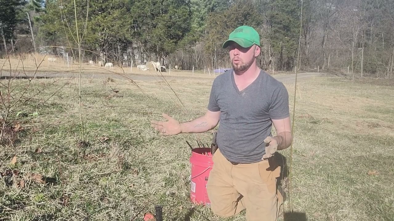 Hybrid Willow: Shade,  Fodder and More