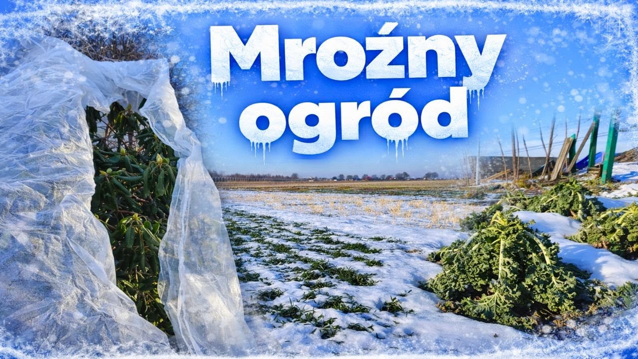 Mróz nie odpuszcza. Przegląd zimowego ogrodu. Zima 2026