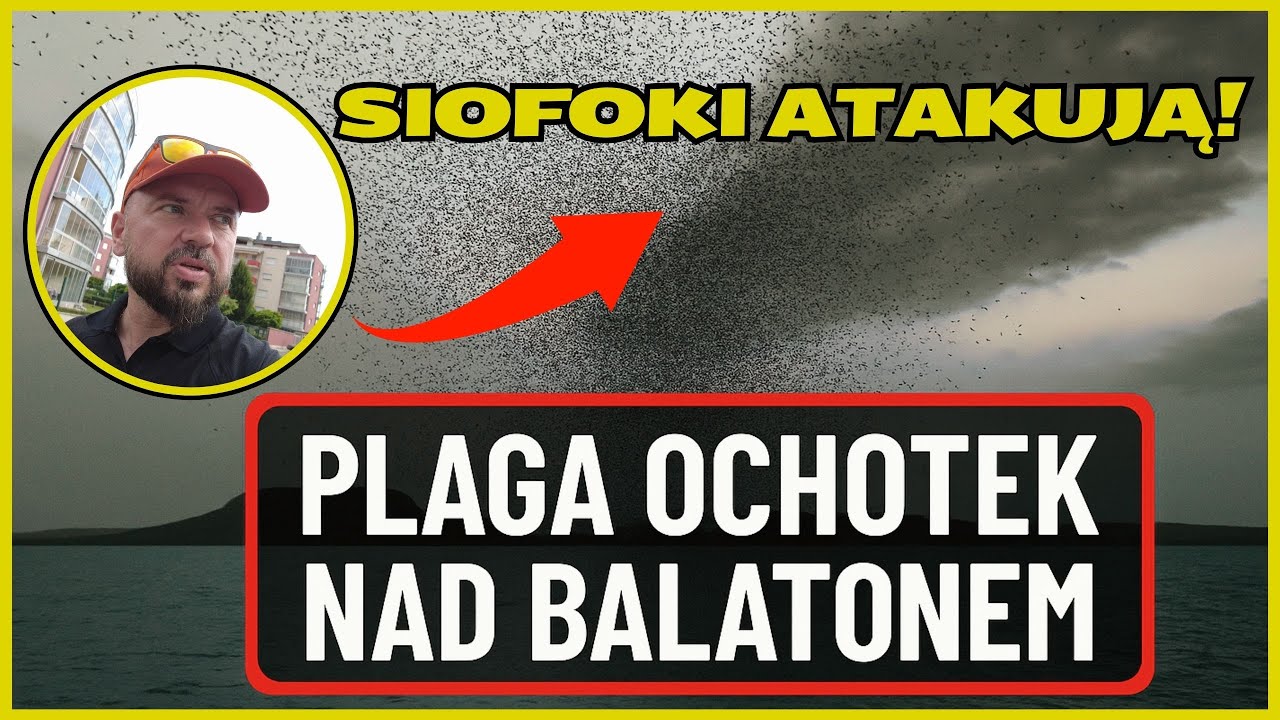 Plaga „siofoków” nad Balatonem?! Miliony ochotek w Siófok [VLOG]