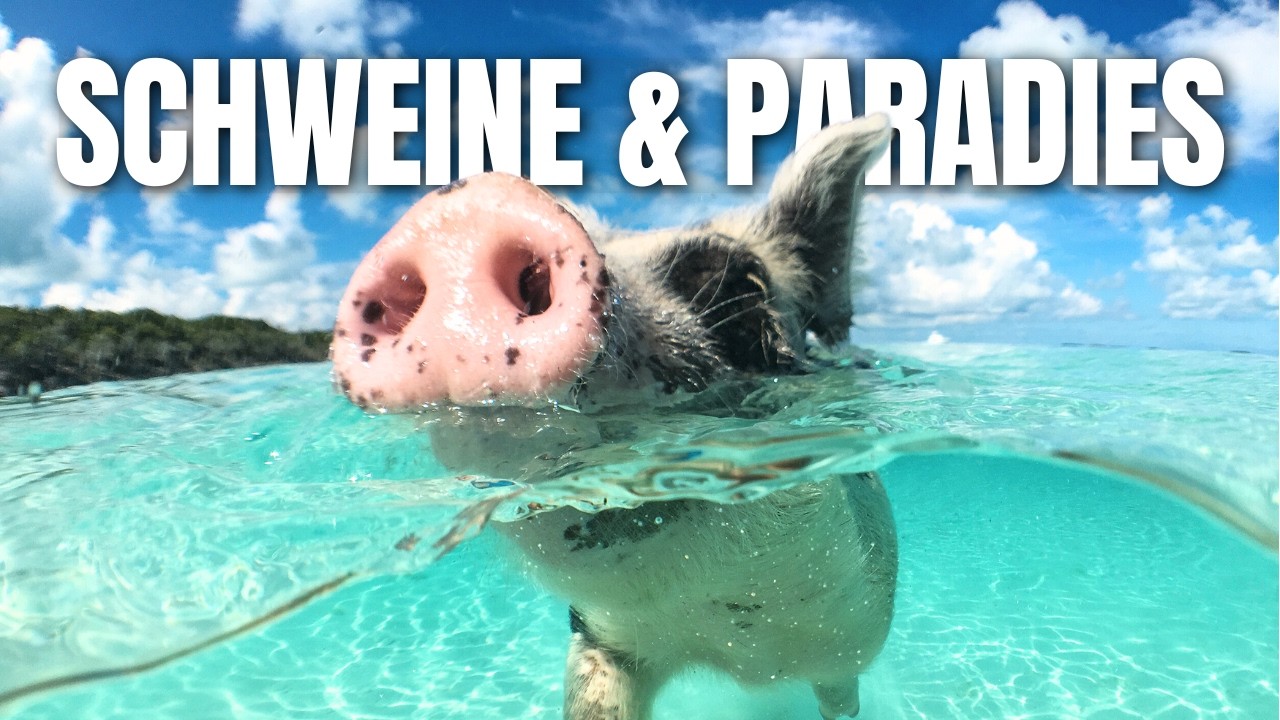Koh Samui Ausflüge: Ang Thong Bootsour 🏞️ & Pig Island 🐷